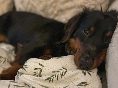 Fritz | Dachshund (Miniature Long Haired) | Basildon (Essex) - 5