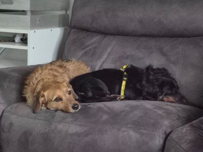 Fritz | Dachshund (Miniature Long Haired) | Basildon (Essex) - 3