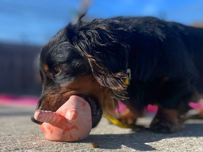 Fritz | Dachshund (Miniature Long Haired) | Basildon (Essex) - 3