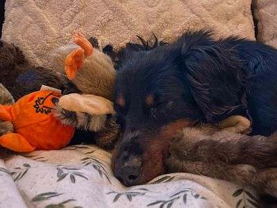 Fritz | Dachshund (Miniature Long Haired) | Basildon (Essex) - 5
