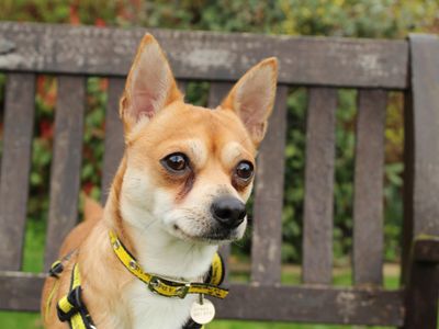 Pickles | Chihuahua (Smooth Coat) | Newbury (Berkshire) - 5