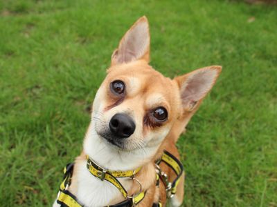 Pickles | Chihuahua (Smooth Coat) | Newbury (Berkshire) - 3