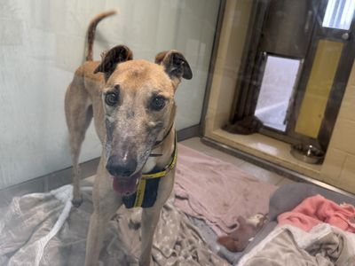 Marcus | Greyhound | Basildon (Essex) - 3