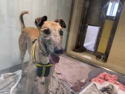 Marcus | Greyhound | Basildon (Essex) - 1