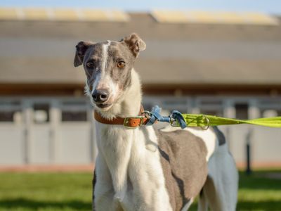 Misty | Greyhound | Kenilworth (West Midlands) - 3