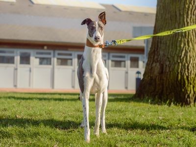 Misty | Greyhound | Kenilworth (West Midlands) - 2