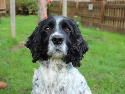 Tattie | Spaniel (English Springer) | Newbury (Berkshire) - 3