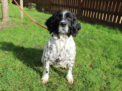 Tattie | Spaniel (English Springer) | Newbury (Berkshire) - 5