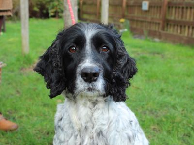 Tattie — Spaniel (English Springer)