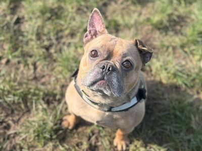 Sky | French Bulldog | Shrewsbury (Shropshire) - 3