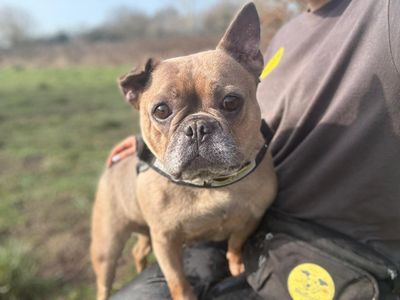 Sky, a 6 years old female French Bulldog available for adoption from Dogs Trust in Shropshire