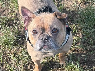 Sky | French Bulldog | Shrewsbury (Shropshire) - 2