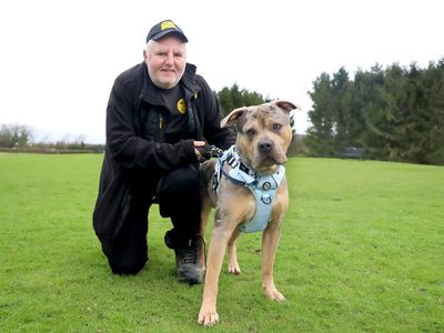 Indy | American Bully Classic Cross | Leeds - 2
