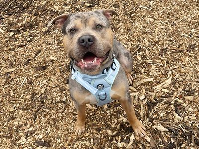 Indy | American Bully Classic Cross | Leeds - 3