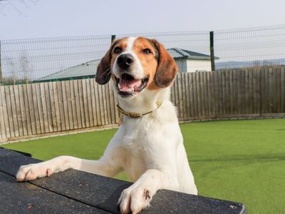 Idris | Foxhound Cross | Evesham (Worcestershire) - 3