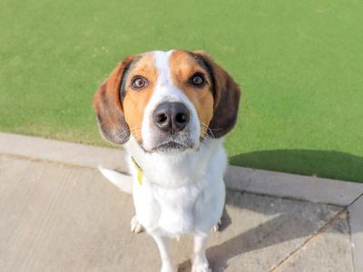 Idris | Foxhound Cross | Evesham (Worcestershire) - 1