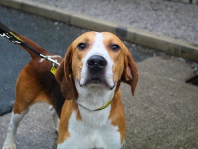 Icarus | Foxhound | Manchester - 3