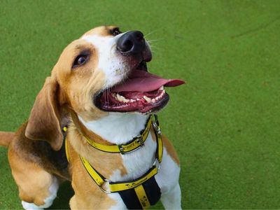 Icarus, a 5 years old male Foxhound available for adoption from Dogs Trust in Greater Manchester