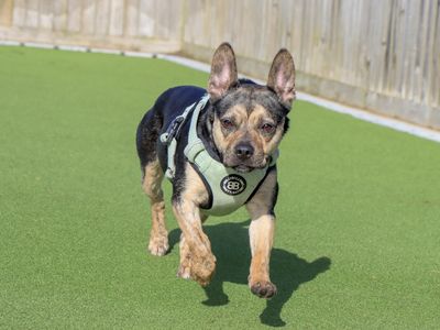 Indigo | French Bulldog Cross | Evesham (Worcestershire) - 5