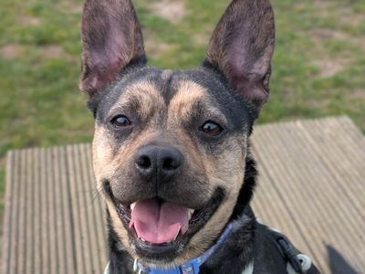 Indigo | French Bulldog Cross | Evesham (Worcestershire) - 3