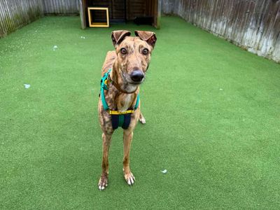 Isla | Greyhound | Salisbury (Wiltshire) - 3