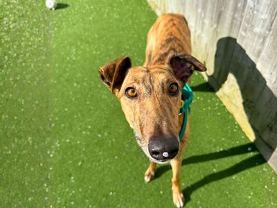 Isla | Greyhound | Salisbury (Wiltshire) - 1