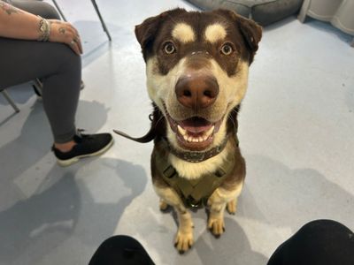 Dozer | Shar Pei Cross | Cardiff - 3