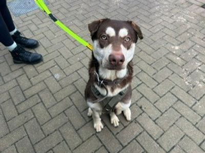 Dozer | Shar Pei Cross | Cardiff - 2