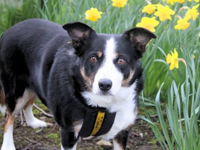 Daisy | Collie (Border) | Merseyside (Liverpool) - 1