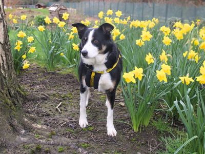 Daisy | Collie (Border) | Merseyside (Liverpool) - 3