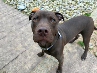 Brady | Terrier (Staffordshire Bull) Cross | Cardiff - 3
