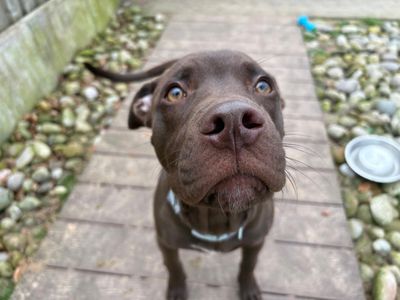 Brady | Terrier (Staffordshire Bull) Cross | Cardiff - 5