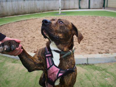 Callie | Mastiff Cross | Manchester - 5