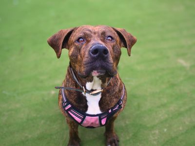 Callie | Mastiff Cross | Manchester - 3