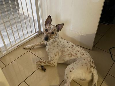 Aussie | Australian Cattle Dog | Bridgend (Wales) - 5