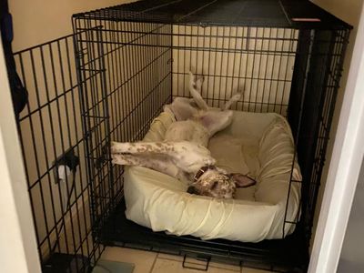 Aussie | Australian Cattle Dog | Bridgend (Wales) - 3