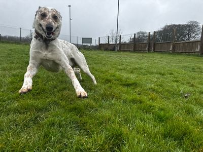 Aussie | Australian Cattle Dog Cross | Bridgend (Wales) - 5