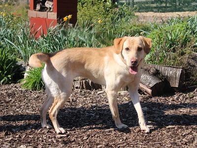 Penny | Retriever (Labrador) | Merseyside (Liverpool) - 3