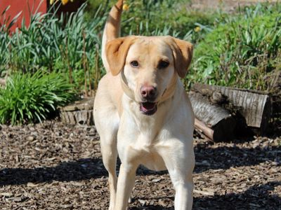 Penny | Retriever (Labrador) | Merseyside (Liverpool) - 5