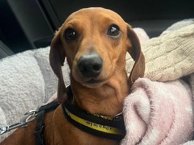 Nia | Dachshund (Smooth Haired) | Cardiff - 5