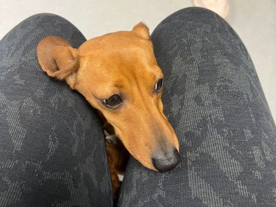 Nia | Dachshund (Smooth Haired) | Cardiff - 3