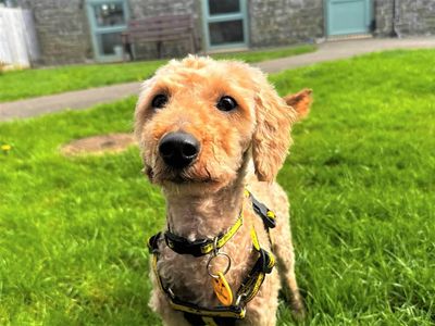 Rio | Poodle (Toy) Cross | Bridgend (Wales) - 1