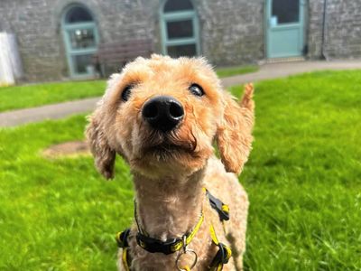 Rio | Poodle (Toy) Cross | Bridgend (Wales) - 3