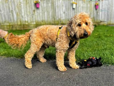 Max | Poodle (Toy) Cross | Bridgend (Wales) - 3