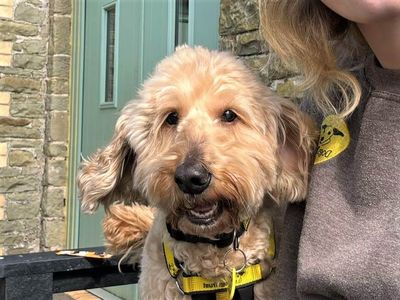 Max | Poodle (Toy) Cross | Bridgend (Wales) - 2