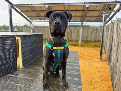 Goose | Dogo Canario Cross | Salisbury (Wiltshire) - 3