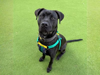 Goose | Dogo Canario Cross | Salisbury (Wiltshire) - 5