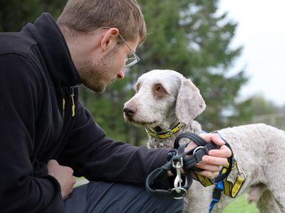 Bear | Retriever (Labrador) Cross | Leeds - 3