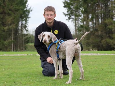 Bear | Retriever (Labrador) Cross | Leeds - 2