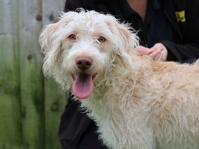 Sunny | Retriever (Labrador) Cross | Leeds - 3